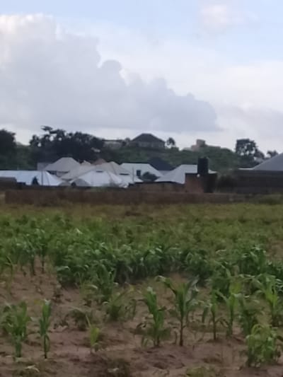 This is a photograph taken in Barakin Acha, Nigeria. The foreground is a field of young corn plants growing in brown soil. Behind the field, there are several buildings with white and gray roofs, some of which appear to be residential homes. In the background, there are trees and a hill. The sky is cloudy. The image depicts a rural or semi-rural setting.