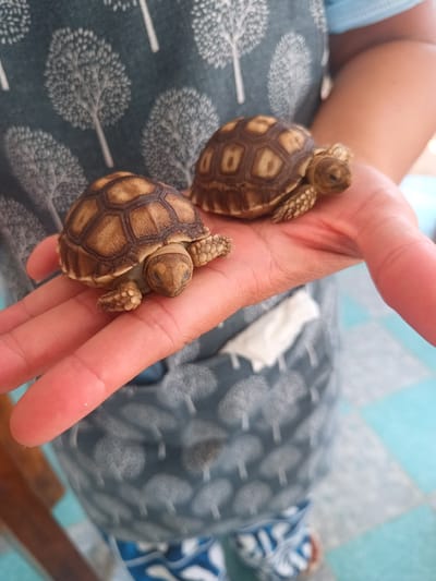 A person is holding two small tortoises in their open hand. The person is wearing a patterned apron with a tree design. The tortoises have brown and tan shells. The background shows a blue and white tiled floor. The location is likely Hua Hin City Municipality, Thailand.