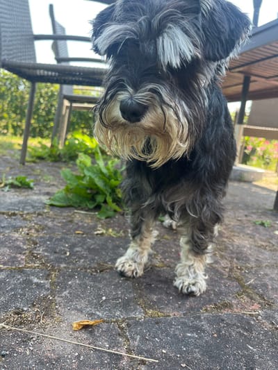 An outdoor scene in Sipoo, Finland, features a standing black and silver Miniature Schnauzer dog as the central subject. The dog has dark grey/black body fur, prominent white/light grey eyebrows, and a shaggy, beige-white beard and mustache, which appears somewhat damp. Its paws are light-colored and shaggy.

The dog stands on a weathered paved surface composed of dark grey rectangular pavers, exhibiting dirt and moss in the joints. In the immediate foreground, a small, dried, light-brown leaf and a thin, light-colored stick are present on the paving.

The background to the left features a garden area with large-leafed green plants, a dark woven outdoor chair, and a visible section of a table leg. Beyond these, blurred green foliage is visible. To the right, a dark structural element, possibly a pergola support or building overhang, partially shades a blurred background containing pink flowers and a low, light-colored wall. The scene is illuminated by natural daylight, indicating daytime conditions.