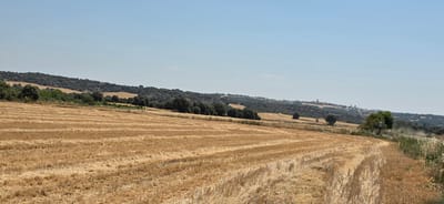 The image depicts a rural landscape under a clear, light blue sky. In the foreground, a field of harvested wheat, characterized by rows of golden stubble, stretches across the frame. The texture of the stubble suggests a recent harvest. Beyond this field, a gently rolling terrain is visible, covered with scattered trees and darker green foliage, hinting at a mix of agricultural land and natural vegetation. In the distance, a small town or village can be seen perched on a hilltop, with a few buildings and spires visible against the horizon. The overall impression is one of a warm, sunny day in a tranquil, countryside setting. The location is identified as Angüés, Spain.