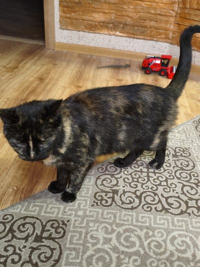 A tortoiseshell cat stands on a patterned rug next to a wooden floor. A red toy truck is visible in the background. The image was taken indoors, and there is no indication of the cat's location within Kotovsk, Russia.