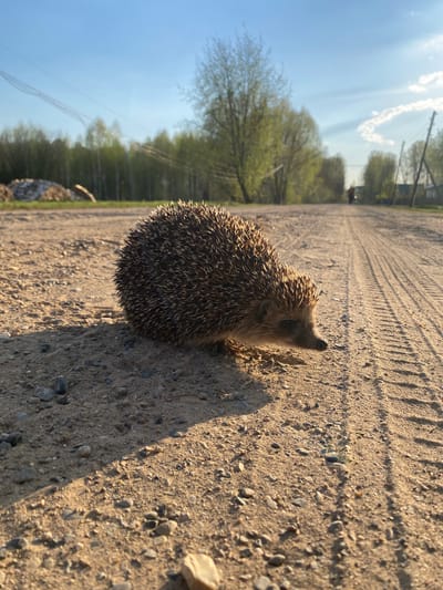A hedgehog stands on a dirt road. The road has tire tracks running lengthwise. The background shows a blue sky, green trees, and utility poles. The location is Узяр, Russia.