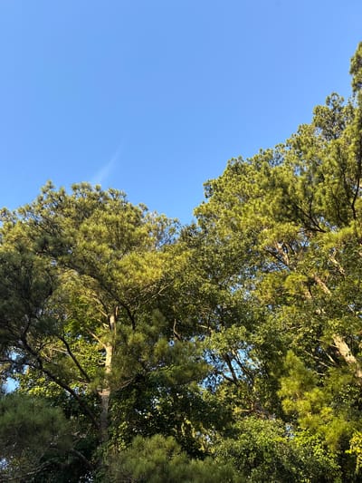 A low-angle shot captures a dense canopy of green trees against a clear, bright blue sky in Acworth, United States. The foliage is a mix of pine trees with their characteristic needle-like leaves and other leafy trees, creating a textured and layered effect. Sunlight filters through the branches, illuminating parts of the greenery with a warm, golden hue, especially on the upper leaves. A faint, wispy white cloud is visible in the upper left quadrant of the sky. The overall impression is one of natural abundance and a peaceful outdoor scene.