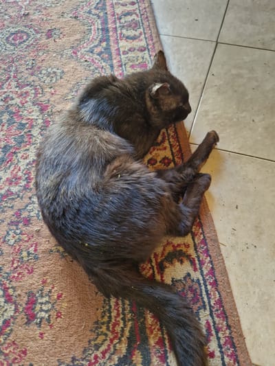 A dark-colored cat is lying curled up on a patterned rug, with its body extending onto a tiled floor. The cat's fur appears somewhat disheveled, and there are visible specks of debris on its back and tail. The rug has a faded, traditional pattern featuring red, beige, and dark blue elements. The tiled floor consists of square, light-colored tiles with visible grout lines. The scene appears to be indoors, possibly in a residential setting in Raduvene, Bulgaria.