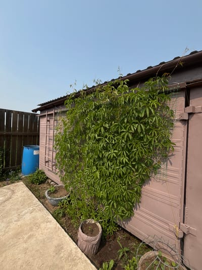 The image depicts a side view of a pale pink, corrugated metal shed in Tartata, Russia. A dense growth of green ivy is climbing the side of the shed, supported in part by a green trellis. A wooden ladder leans against the shed's wall. To the left of the shed, a tall wooden fence encloses the property. In front of the fence, a large, blue plastic barrel stands next to some low green foliage. In the foreground, a section of a light-colored concrete path is visible. Several potted plants, including two in the foreground and one near the ivy, are scattered around the base of the shed. The sky above is a clear, pale blue. The overall scene appears to be a backyard or garden area of a residential property.