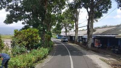 This outdoor photograph captures a rural road scene in what appears to be Panjalu, Indonesia, during daylight hours. The asphalt road, marked with a white center line, curves gently into the distance, framed by large, leafy trees on both sides.
On the left side of the road, lush green vegetation, including bushes with red flowers and other dense foliage, lines the path. A person, wearing blue jeans and a dark top, is visible in the lower-left corner, bent over and seemingly tending to plants or gardening. Beyond the immediate greenery, a flat, wet field (possibly a rice paddy) stretches towards distant mountains or hills under a bright, slightly overcast sky.
The right side of the road is bordered by a row of simple, single-story structures, likely small shops or stalls, featuring corrugated metal roofs. Their facades are mostly open, revealing interiors and some displayed goods. A black SUV is parked on this side of the road, facing away from the camera, roughly in the middle distance. Further along the road on the right, several motorbikes are parked in front of some of the stalls. The trees on the right are tall, their trunks covered in lighter-colored lichen or bark.
The scene depicts a tranquil, everyday environment, characteristic of a rural settlement. No discernible text is visible in the image.
