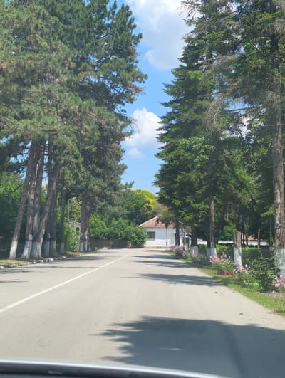 The image shows a straight, paved road lined with mature trees, primarily pine and spruce, on both sides. The trees are tall with thick trunks, some of which have their bases painted white. On the left side of the road, a row of these painted trees stands prominently. On the right side, the trees are also present, with a house with a red-tiled roof and white walls visible in the distance between the trees. The house appears to be single-story. There are some flowering plants in pink, planted in colorful containers, along the edge of the road on the right. The sky is blue with scattered white clouds. The scene suggests a tranquil, possibly rural or suburban setting. The specific location is a road in Maslarevo, Bulgaria.