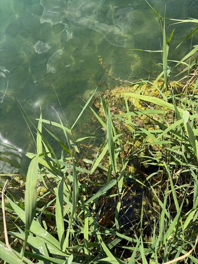 This is a close-up, overhead shot of the edge of a body of water, likely a pond or slow-moving river, with tall green reeds growing along the bank. The water is a murky, greenish-blue color, with lighter green algae visible in patches, especially near the reeds. The surface of the water reflects the sky and surrounding vegetation, creating abstract patterns of light and shadow. Some lighter, cloud-like streaks are visible on the water's surface, possibly foam or floating organic matter. The reeds are the dominant subject, with their long, slender green leaves obscuring much of the water and the muddy bottom beneath. Sunlight glints off the water and the wet leaves of the reeds, suggesting it is a bright, sunny day. There is no text visible in the image. The scene conveys a natural, possibly rural setting in Novomykolaivka, Ukraine, characterized by abundant plant life and calm water.