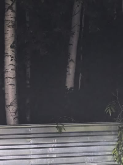 The image depicts a nighttime scene with several tall, slender birch trees in the background, their pale bark illuminated against a dark, indistinct forest. In the foreground, a corrugated metal fence runs horizontally across the frame, its metallic surface reflecting some light. The fence appears to be part of a construction site or enclosure. A few branches with green leaves hang over the top of the fence on the right side, suggesting the presence of vegetation. The overall atmosphere is dark and somewhat eerie, with limited visibility due to the low light conditions. The location is identified as Белоярская Застава, Russia. No people or specific actions are visible in the image.