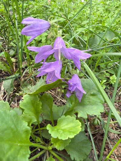 A cluster of purple bell-shaped flowers, likely a species of Campanula, is the central subject of this close-up photograph. The flowers are in various stages of bloom, with some fully open and others still developing. They are surrounded by lush green foliage, including broad, serrated leaves at the base of the plants and slender blades of grass. The background is a blur of green vegetation, suggesting an outdoor, natural setting. The lighting indicates it is daytime, possibly overcast due to the soft shadows. The scene is set amidst the natural landscape of Altayskiye Zori, Russia, a region known for its diverse flora and scenic beauty. There are no people or discernible human activity in the image.