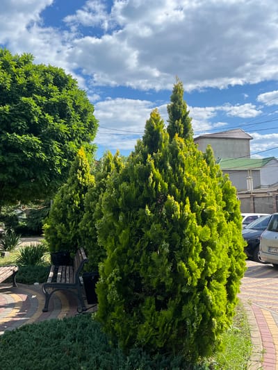 The image captures a bright, sunny day in Kryzhanivka, Ukraine, with a clear blue sky dotted with fluffy white clouds. In the foreground, lush green coniferous trees, likely thuja, dominate the scene, with some displaying a vibrant yellow-green hue where sunlight hits them. To the left, a large, dense green tree with broad leaves is partially visible.

Between the trees, a dark metal park bench with wooden slats is positioned on a walkway paved with colorful, curved bricks in shades of yellow, red, and gray. One wooden bench is partially visible to the far left. In the background, buildings with tiled roofs and walls in muted tones suggest a residential or commercial area. Several cars are parked along the side of the road, with the license plate of one visible as "BT 4983". The overall impression is a well-maintained outdoor public space.
