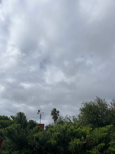 Overcast sky view with trees, a palm tree, a rooftop, and a weathervane with a rooster on top. Likely taken in Llavallol, Argentina.