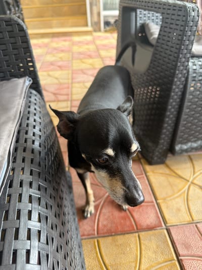 A small, black and tan dog is the central subject, captured from an overhead perspective looking attentively upwards and to the right of the frame. The dog has short, sleek black fur with distinctive tan markings above its eyes, on its snout, chest, and parts of its legs. Its ears are small and partially erect, and its dark eyes convey alertness.
The scene appears to be an outdoor patio or balcony in Dragor, Bulgaria. In the foreground and to the left, there is a piece of dark grey or black synthetic woven outdoor furniture, possibly a chair or bench, with a prominent criss-cross texture. A soft, grey cushion or material is visible on or under this furniture. The ground is a tiled floor, oriented diagonally across the image. The square tiles alternate between vibrant yellow and reddish-orange hues, each featuring a raised, circular pattern that adds texture. The area is brightly lit, suggesting it is daytime. No text is visible in the media file.