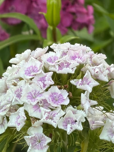 The image features a close-up of a cluster of white and purple dianthus flowers in bloom, likely in a garden setting given the presence of other blurred pink flowers and green foliage in the background. The dianthus flowers have delicate, fringed petals with splashes of vibrant purple in the center. Some of the flowers are fully open, revealing their intricate patterns, while others are still budding or partially closed. The overall impression is one of natural beauty and delicate artistry. The lighting suggests it could be daytime, possibly with soft, diffused light. The context provided indicates the location is Michurinsky, Russia, suggesting a temperate climate where such flowers would thrive outdoors. There is no visible text in the image.
