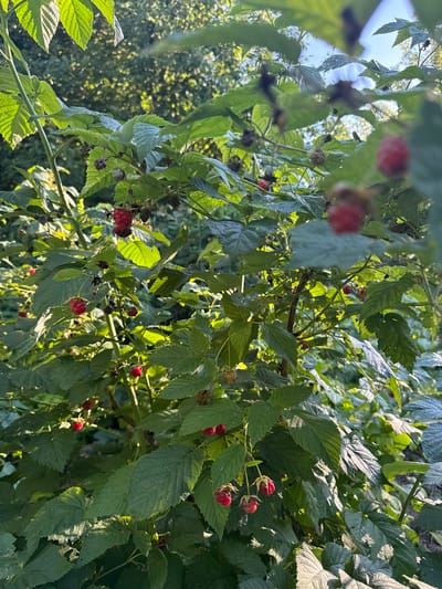 In the city of Bolshiye Ozerki, Russia, this image captures a close-up view of a raspberry bush. The bush is lush and green, with numerous leaves and branches filling the frame. Ripe red raspberries are visible among the foliage, some hanging in clusters, others scattered individually. The sunlight filters through the leaves, creating dappled patterns of light and shadow on the plants. The background consists of more greenery and hints of trees, suggesting an outdoor, natural setting.
