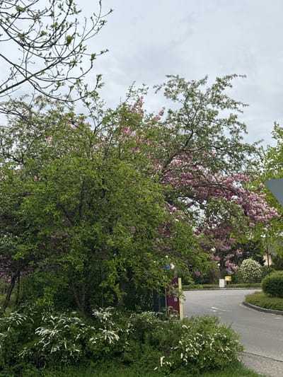 This image captures a vibrant outdoor scene in Schömberg, Germany, showcasing the beauty of springtime under an overcast sky. The photograph is oriented vertically, looking up into dense foliage and sky.

The central focus is on a rich canopy of trees in full bloom and with fresh new leaves. A prominent tree displays abundant clusters of delicate pink blossoms, likely a cherry or ornamental apple tree. Adjacent to it, other trees feature lighter green foliage and some white blossoms. In the foreground, bare branches with newly sprouting green buds indicate early spring growth. Below these trees, dense green shrubs with numerous small white flowers, possibly Spirea, line the right side of the frame.

A paved road or path, possibly asphalt, curves into the distance on the right side of the image. White road markings are faintly visible on its surface. Along the road, neatly trimmed green hedges and spherical bushes add to the managed landscape. Near the roadside, a small yellow utility box and a reddish-maroon structure are discernible, hinting at a public or residential setting.

The sky is uniformly overcast with soft grey clouds, diffusing the light and creating a gentle, tranquil atmosphere. There is no direct sunlight, suggesting a cloudy day. The overall scene depicts a serene natural environment flourishing in spring. No discernible text is visible on any objects in the image.