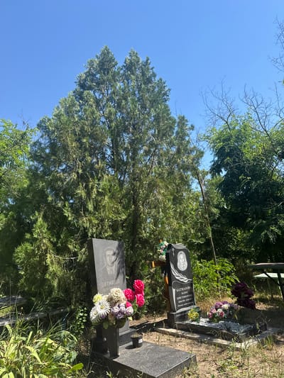 A portrait of a deceased person is engraved on a dark granite tombstone, with their name and dates of birth and death inscribed below. The tombstone is decorated with a bouquet of artificial flowers in shades of pink, white, and purple. The scene is set in a cemetery with lush green trees and grass, bathed in the bright sunlight of a clear day. The overall atmosphere is somber and peaceful, typical of a memorial site. A second, larger tombstone with a visible engraving of a man's face and inscription is also present in the foreground. The cemetery appears to be located in Верхнеянченков, Russia. The visible text on the tombstone reads: "БАТМАНОВА МАРИЯ ХРИСТОФОРОВНА" and below it, "Умерла 28.08.2013".