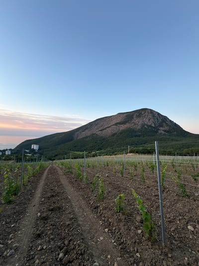 The image depicts a vineyard under a clear blue sky, possibly in Lavrovoe, Ukraine. In the foreground, a dirt path with tire tracks leads uphill through rows of young grapevines supported by stakes and wires. The soil appears dry and rocky. In the middle ground, a dense green forest covers the slopes of a large, rugged mountain. In the distance, buildings are visible on a hillside overlooking the sea, with a faint pink and orange glow from the setting sun on the horizon. The overall scene is natural and serene.