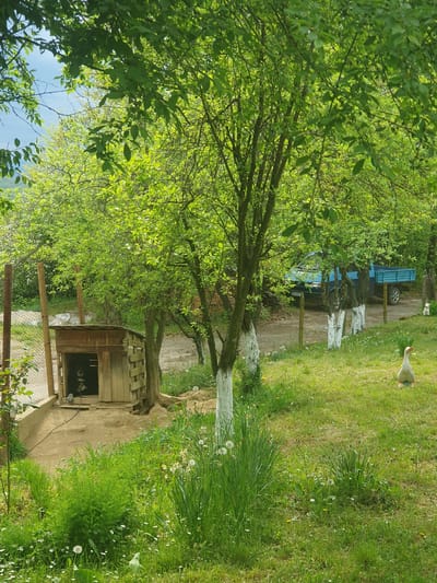 The image captures a vibrant, sunlit outdoor scene, likely a rural garden or homestead in Хаджийско, Bulgaria, characterized by abundant greenery. The perspective looks down a gently sloping area.

In the foreground and extending through the left side, numerous trees with dense, bright green foliage form a lush canopy, indicating spring or early summer. Sunlight filters through the leaves, creating a bright atmosphere. Several tree trunks, particularly one prominent in the mid-ground, are distinctly whitewashed, a common practice in some regions.

A dirt or gravel path, visible in the center, leads towards the background. Alongside this path, to the right, stands a rustic wooden shed or kennel with a dark opening. Inside, several small, dark-furred animals, possibly puppies or kittens, are faintly visible. A chain-link fence runs parallel to the path, separating different areas of the property.

To the right of the path and the wooden structure, a wide expanse of bright green grass stretches into the distance. This grassy area is dotted with numerous white dandelion seed heads and scattered small white and yellow wildflowers. A single white goose stands calmly on the grass in the upper right quadrant of the image.

In the background, behind the fence and trees, a blue pickup truck with an open bed is parked. Its license plate is partially visible, showing the characters "EB 826". The sky, glimpsed through gaps in the tree canopy, is a clear, bright blue, confirming sunny weather. The overall scene conveys a peaceful and natural rural setting.