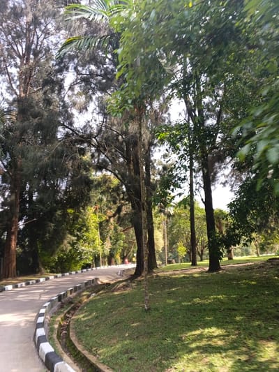 A winding road with black and white curbs curves through a park. Lush green grass covers the ground beside the road, dappled with shadows from tall trees. Various tree species, including coniferous and broadleaf trees, line the roadside and fill the background. The scene evokes a peaceful and natural setting.