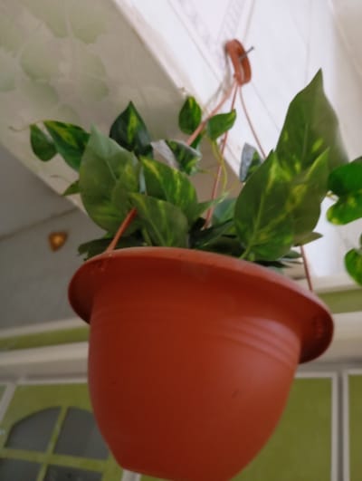The image depicts a Pothos plant (Epipremnum aureum) suspended within a residence or sheltered area in Nasiriyah, Iraq. The plant is contained in a terracotta-colored plastic hanging pot, approximately 20-25 cm in diameter, which is suspended by three thin, reddish-brown strings converging at a brown plastic ring. This ring is affixed to a small, dark metal nail or hook embedded in a white ceiling or overhead beam featuring a subtle, embossed repeating pattern. Below the plant, a light green-painted architectural element, possibly an arched window or door frame, is partially visible to the left, with a small, golden-colored, possibly decorative object positioned above it. To the right, additional vertical and horizontal green-painted architectural elements, suggesting a window frame or wall paneling, are present. No individuals are visible in the scene.