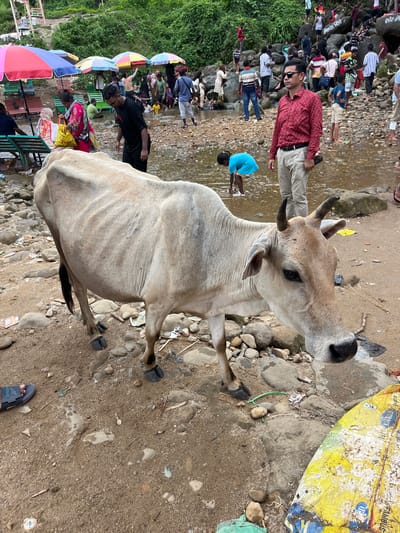 In Jaflong, Bangladesh, a light-colored cow stands on a rocky, sandy bank adjacent to a shallow, clear stream. The cow, facing right and slightly downwards, has dark horns and a dark tail. Behind the cow, a group of people are gathered, some wading in the water and others standing on the bank. In the foreground, to the left, a person wearing a dark sandal stands on the ground, their foot visible. To the far right, a yellow tarp with blue writing is partially visible. In the background, lush green vegetation covers the hills, and colorful umbrellas are scattered among the people.