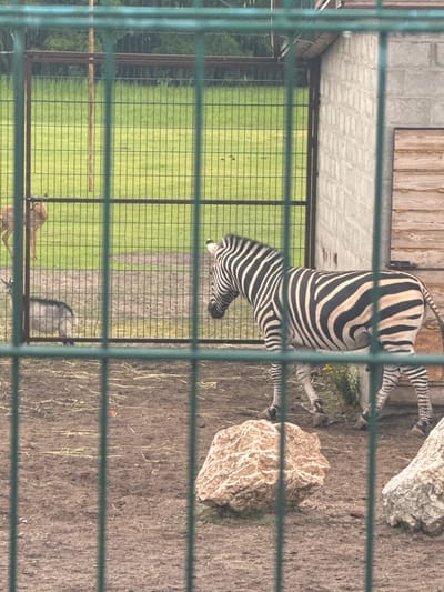 The image shows a zebra in an enclosure at a zoo, with a fence in the foreground. The enclosure has a dirt floor with some rocks and grass. In the background, there is a building made of concrete blocks and wood, and a grassy area. There is also a goat or sheep and a deer in the background. The image is taken in Zaliznychne, Ukraine.