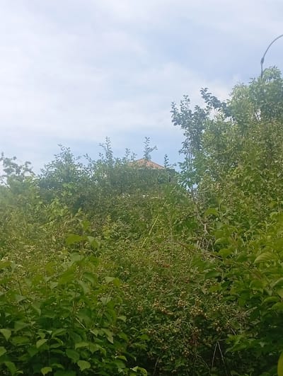 This media file depicts an outdoor scene dominated by lush green foliage and a cloudy sky. The view is looking upwards through trees and bushes towards a pale blue sky with scattered white clouds, suggesting it is daytime. The vegetation appears dense and overgrown, with various types of leaves and branches visible. In the background, peeking through the greenery, are hints of a building with a reddish-brown tiled roof. A thin, dark, curved object, possibly a wire or thin branch, extends into the upper right corner of the frame. The overall impression is one of a natural, somewhat wild setting, perhaps a garden or a natural area adjacent to a dwelling. There is no visible text in the image. The scene does not suggest any specific activity or event taking place, but rather captures a moment in time within this natural environment.