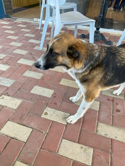 The image shows a dog standing on a red and beige brick sidewalk. In the background, there are white chairs, a glass-fronted building, and a table with a black wrought-iron base. The dog is facing left and is mostly in focus. The sidewalk is patterned with bricks laid in a herringbone design, with some areas appearing damp. A small, light-colored object, possibly a twig or a piece of straw, is visible on the brickwork. The overall scene suggests an outdoor seating area or patio. The image is taken from a medium-low angle, focusing on the dog and the immediate surroundings.