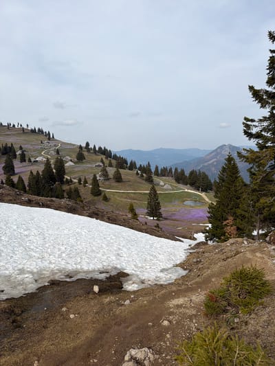 Captured from an elevated perspective, the image showcases the Velika Planina plateau in Kamnik, Slovenia, characterized by a landscape where patches of snow intermingle with emerging spring flora. A layer of snow clings to a rocky edge in the foreground, juxtaposed against the grassy terrain further down. The terrain slopes gently, dotted with traditional shepherd's huts interspersed among conifers and the vibrant purple hues of blooming crocuses. A meandering pathway dissects the meadow, leading the eye towards a small body of water. In the distance, the outline of mountains merges with a pale, overcast sky, adding depth to the vista.
