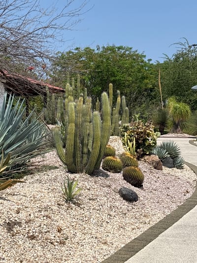 The image depicts a desert landscape in Tehuixtla, Mexico. In the foreground, a variety of cacti and agave plants are set amidst a bed of white gravel. Several barrel cacti are visible, along with tall columnar cacti with fuzzy tips. Beyond the cacti, trees and a clear blue sky fill the upper portion of the image. A concrete pathway or border runs along the edge of the gravel bed.