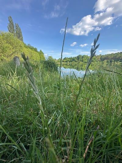 This media file depicts a tranquil, sunlit outdoor scene in Makiv, Ukraine. The foreground is dominated by tall, lush green grass, with a few blades prominently in focus and others creating a soft, blurred backdrop. A thin, dry twig is visible nestled among the grass.
Beyond the grass, a calm body of water reflects the surrounding landscape. The water's edge is lined with dense green trees and foliage, creating a picturesque panorama. The reflection in the water is clear and distinct, mirroring the vibrant greenery and the bright blue sky above.
The sky is a brilliant blue, dotted with fluffy white clouds. The sunlight suggests it is daytime, likely late morning or early afternoon, given the brightness and the clear weather. The overall impression is one of peaceful nature, with the gentle reflection on the water and the abundant greenery conveying a sense of serenity and natural beauty. There are no people or text visible in the image.