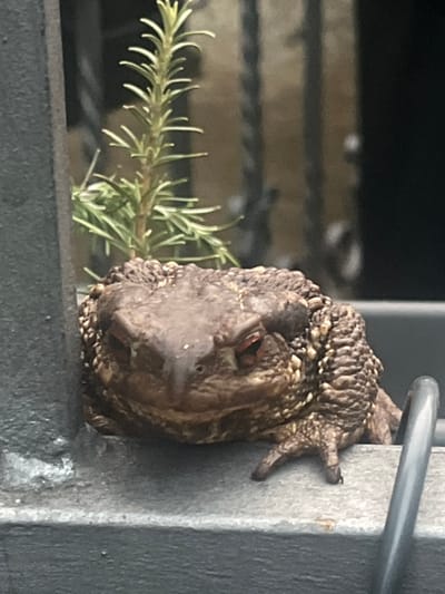 A close-up, slightly tilted image depicts a common toad clinging to a grey metallic structure outdoors. The toad, primarily brown and grey, has distinctly warty and textured skin, which is clearly visible across its body. Its head is positioned prominently in the lower-center of the frame, appearing to face downwards. One of its eyes is visible, featuring a reddish tint. The toad's forelegs are wrapped around a vertical, sturdy metallic post or beam, demonstrating its grip. A curved, lighter grey metallic bar, possibly part of a railing, is visible at the upper right, partially behind the toad.

To the left and slightly behind the toad, a sprig of green rosemary with its characteristic needle-like leaves extends into the frame, providing a natural element. The background is softly blurred, showing horizontal bands of darker and lighter shades, indicative of further metallic structures or fencing. The scene suggests an outdoor environment, likely a garden or balcony, given the plant life and metalwork. The lighting is natural and diffused, without strong shadows, implying daylight conditions. The toad appears to be stationary, resting on the metallic surface. There is no visible text in the image. This scene is located in Campillo De Ranas, Spain.
