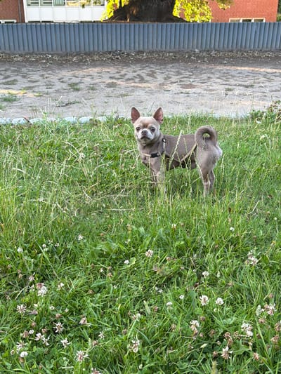 A medium-shot, eye-level photograph captures a single fawn-colored Chihuahua standing in a patch of tall green grass interspersed with small white flowers. The dog is facing the camera, with its head slightly tilted. It is wearing a dark harness. Behind the dog, a gravelly area is visible, separated by a gray, ribbed metal fence. Beyond the fence, a building with light-colored walls and dark-trimmed windows is partially obscured by the branches of a large tree, whose leaves are illuminated by sunlight. The lower portion of the image is dominated by the grass and flowers, with the dog positioned slightly above the center. The scene appears to be outdoors, likely in a park or open area within the city of Græsted, Denmark, given the architectural style of the building and the presence of a fence typically found in such locations.