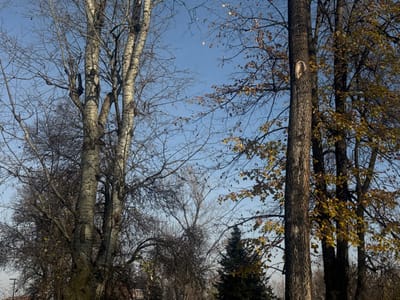 The image depicts a clear daytime scene dominated by trees in Brčko, Bosnia and Herzegovina, during what appears to be late autumn or early winter. The sky is uniformly light blue with no cloud cover. In the foreground and midground, multiple deciduous trees are visible. On the left, a tall tree with pale, vertically striated bark and numerous bare branches extends towards the top of the frame. To its right, a dark-barked deciduous tree stands prominently, featuring a distinct, light-colored, irregular mark approximately midway up its trunk. This tree, along with others behind it on the right side of the frame, retains sparse yellow and golden-brown foliage. Towards the bottom center-right, a dark green coniferous tree is partially visible. The lowest portion of the image shows indistinct distant structures or ground features beneath the tree line. No people, animals, or active interactions are present.