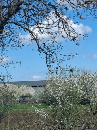 The image shows a view of Studeno Buche, Bulgaria. In the foreground, a bare tree with thin branches stands against a bright blue sky with scattered white clouds. To the right, a row of trees with white blossoms lines a grassy area. A building with a gray wall is visible behind the flowering trees. The setting suggests a rural or suburban environment during the spring season.