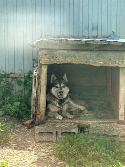 In Vurnary, Russia, a medium-sized dog with gray and white fur, resembling a Husky, lies inside a rustic wooden doghouse. The doghouse appears to be constructed from rough-hewn planks and sits on cinder blocks. Hay or straw is visible inside the doghouse, serving as bedding. The dog is wearing a metal chain collar. The doghouse is situated outdoors, with green foliage visible around it. A corrugated metal fence or wall is present in the background, with some vegetation growing along its base. The scene is bathed in sunlight, casting shadows and creating a warm, outdoor atmosphere.