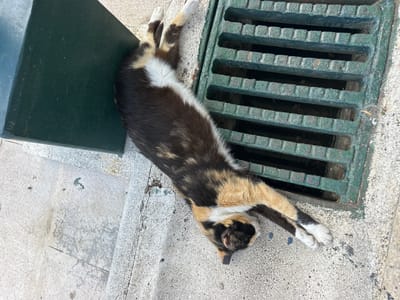 In Rijeka Crnojevića, Montenegro, a calico cat is stretched out on a stone surface next to a green metal grate. The cat's body is mostly dark brown with patches of white and tan. Its paws are extended, one reaching towards the grate, and the other tucked slightly. The cat appears to be resting or napping. The environment suggests an outdoor urban setting, likely a sidewalk or public space, indicated by the grate and the textured stone ground. The lighting suggests it is daytime.