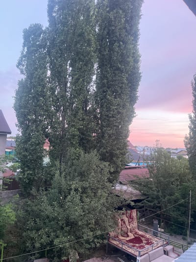 The image depicts a residential area in Qaskelen, Kazakhstan, at dusk. Tall, slender trees with dense green foliage dominate the foreground, reaching towards a sky painted with soft hues of pink and pale blue, indicative of a sunset or sunrise. In the mid-ground, residential structures with reddish-brown roofs are visible, interspersed with more greenery. The scene includes a metal frame with a large, ornate red and gold rug spread across it, positioned outdoors, possibly in a yard. Below this, a light-colored sectional sofa is partially visible. The overall atmosphere is tranquil, with the natural light creating a serene ambiance.
