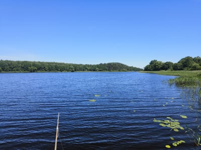 The image depicts a serene, wide body of calm water, likely a lake or slow-moving river, under a clear, bright blue sky. The water surface exhibits gentle ripples, reflecting the sunlight. In the foreground, a thin, natural wooden pole, possibly part of a fishing rod or marker, extends from the bottom left corner upwards into the water. Scattered across the water are several green lily pads, with a few clusters more densely populated, some bearing small white flowers.

The shoreline to the right is lined with tall, green reeds and other aquatic vegetation. The opposite bank, stretching across the horizon, is densely wooded with a variety of green trees, forming a natural, unbroken treeline. The environment suggests a natural, undeveloped landscape. The image appears to be taken from a low vantage point, close to the water's surface. This scene is consistent with the natural beauty found in rural areas such as Кругліцкі сельскі Савет, Belarus, characterized by its numerous lakes and forests.