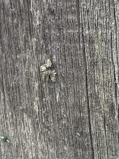 The image is a close-up, eye-level, outdoor photograph of weathered gray wooden planking. The wood grain is vertical and prominent, with deep crevices and lighter, rougher textured areas. In the center-left of the image, there is a small, light-colored object with a rough, uneven surface, possibly an insect or debris. In the bottom left corner, a small, green leaf is partially visible. The photograph was taken in Ustinovka, Russia, though specific details about the location within the city are not provided by the image itself.