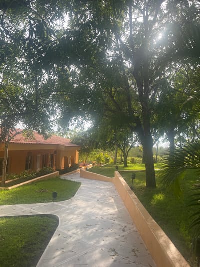 A sun-drenched outdoor scene features a pathway with a low, beige retaining wall. The path curves through green grass and toward a beige building with a red-tiled roof. Mature trees, heavily laden with green foliage, provide shade, and sunlight filters through the leaves. A palm tree is visible on the right. The perspective is tilted, giving the scene a slightly disorienting feel.