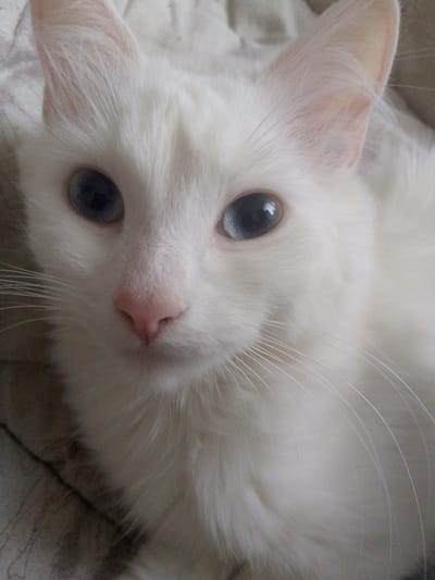 A close-up, eye-level, indoor shot shows the head of a fluffy white cat with blue eyes. The cat's face is centered in the frame, with its ears slightly perked. The background is a blurred, light-colored fabric, possibly a blanket or pillow. The lighting is soft and even, highlighting the cat's fur and facial features. There are no people or other animals visible in the image. The location of this photograph is not discernible from the image itself.