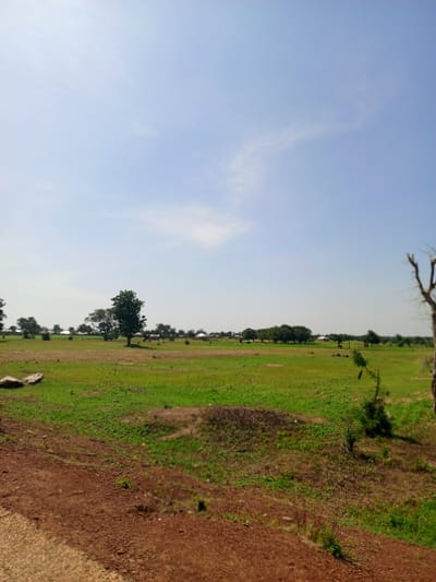 A wide shot captures a rural landscape under a clear blue sky with sparse white clouds. The foreground features a reddish-brown dirt path, with some lighter-colored gravel. The midground is dominated by a vast, green field dotted with trees, some appearing lush and others more sparse. In the distance, the outlines of small buildings suggest a village or settlement. The overall impression is one of an open, natural environment in a rural setting. The location is likely Kafin Madaki A, Nigeria, given the context.