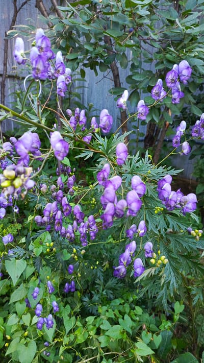 This is a full, eye-level shot of a cluster of purple monkshood flowers in a garden setting. The flowers are in various stages of bloom, with some fully open and others still in bud. The blooms are a vibrant, deep purple and are arranged in tall, spiky clusters. The leaves of the monkshood are a dark green and deeply lobed. The plant is growing in front of a gray wooden fence and a bush with darker green leaves. The overall impression is one of lushness and natural beauty. The image is well-lit and the colors are rich and saturated.