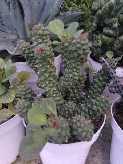 The image presents a close-up, static view of multiple potted succulent and cactus plants, located in Venecia, Costa Rica. The central subject is a cluster of green, segmented columnar succulent stems, consistent with *Euphorbia mammillaris* or a related species, exhibiting distinct rhomboid tubercles and scattered small white spines. Several of the apical segments display reddish growth tips. This plant is contained within a white, cylindrical plastic pot filled with dark brown soil. To the immediate left, another white pot holds a plant with broader, light green ovate leaves. In the background, additional potted succulents and cacti are visible, including a large, greyish-green rosette-forming succulent on the upper left and various other dark green, textured plants to the upper right. All visible containers are white plastic pots. The scene is illuminated by diffuse, ambient light. No individuals, actions, or specific interactions are depicted.