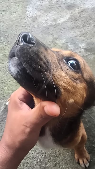 The image captures a close-up, high-angle view of a young dog being gently petted by a human hand. The dog, likely a puppy, has short, bi-colored fur, predominantly brown and black with some white patches visible on its chest or underside. Its dark, wet-looking nose is prominent on the left, surrounded by numerous long, white whiskers. One of its eyes, dark and reflective, is clearly visible, gazing slightly upwards and to the left, reflecting the bright ambient light.
A human hand, appearing to have a light-to-medium skin tone, is positioned on the right side of the dog's face, with fingers softly cupping its cheek and jaw area. The interaction between the hand and the dog appears gentle and affectionate.
The background consists of a textured, light grey surface, possibly concrete or stone, indicating an outdoor or semi-outdoor setting. The bright, natural illumination suggests it is daytime. There is no visible text in the image. This scene takes place in Seririt, Indonesia.