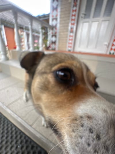 The image captures a close-up, low-angle perspective of a dog's face. The dog, a mixed breed with tan and brown fur, is positioned in the foreground, with its eye and snout prominently featured. The background is blurred but suggests an outdoor setting, possibly a porch or patio area of a residential building. Visible in the background are architectural elements like railings, steps, and a white door. The setting is identified as Makiv, Ukraine. The lighting is natural, indicating it's daytime. The image is characterized by a shallow depth of field, with the dog's face in sharp focus and the background out of focus.
