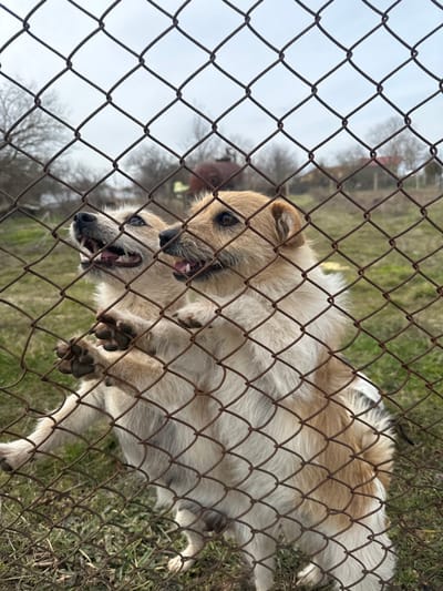 The image depicts two medium-sized dogs standing on their hind legs with their front paws resting on a rusty chain-link fence, looking upwards and forward with open mouths. The scene is located in General Kantardjievo, Bulgaria.
The dog on the left has primarily light-colored fur with some tan markings and is looking towards the upper left. Its mouth is open, revealing teeth. The dog on the right has light brown and white fur, and is looking slightly upwards and to the right, also with an open mouth and visible teeth. Both dogs appear alert and engaged with something beyond the frame.
The fence, characterized by its diamond-shaped mesh and reddish-brown rust, occupies the foreground, creating a barrier. Behind the dogs, the ground is covered with green and dry grass. In the midground, bare deciduous trees are visible, along with a prominent, rusted, reddish-brown cylindrical tank or container. Further in the background, a structure with a reddish roof can be partially observed. The sky is overcast and grey, indicating a dull or wintery day.