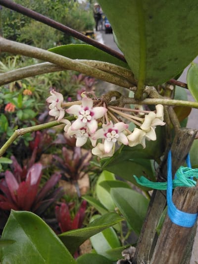 A close-up, vertical photograph depicts a cluster of Hoya flowers in bloom within a garden environment in El Rincón de Monagas, Venezuela. The primary subject is a spherical arrangement of approximately ten to twelve small, star-shaped flowers, each possessing white to pale pink petals and a distinct dark pink or reddish central corona. These flowers are attached to an herbaceous plant characterized by intertwining, light brown stems and dark green, ovate leaves visible throughout the frame. To the right, a weathered wooden stake supports the plant, secured by a bright blue plastic strap and a partially unraveled green plastic strap. The mid-ground features blurred red or burgundy broad-leaved plants, possibly Bromeliads, and a hint of smaller orange-red flowers. The far background shows a blurred paved surface, indicative of a street or sidewalk, occupied by several indistinct human figures, at least one bicycle, and distant green foliage.